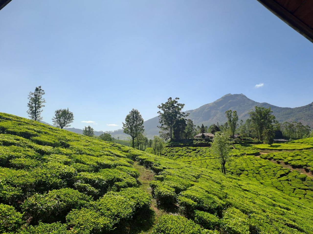 Close Tea Garden View Outside